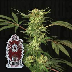 Devil Kush