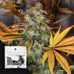 Strawberry OG