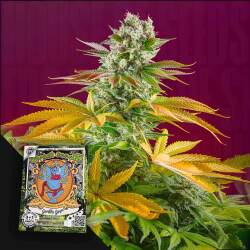 Gorilla Girl F1 FAST