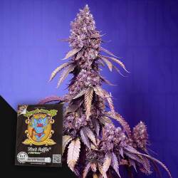 Black Muffin F1 FAST Auto