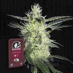 Silver Haze