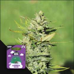 Amnesia Haze - Iconic Seeds