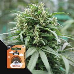 Hercules - CBD
