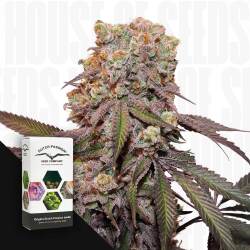 Car Candy Bubatz XL