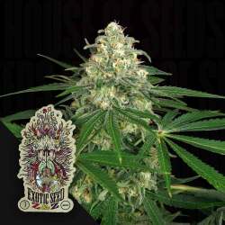Z&amp;Z Auto