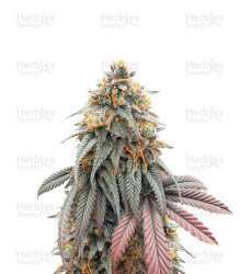 Blue Zushi feminisierte Samen (Original Sensible Seeds)