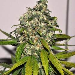 Big Bud Auto - Nirvana Seeds