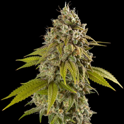 Blue Dream - Spliff Seeds