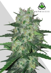 Do Si Dos Auto - Auto Seeds