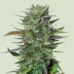 AMG - Royal Queen Seeds
