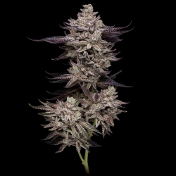 EL Valle Haze - Compound Genetics
