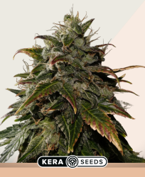 NLX Special - Kera Seeds