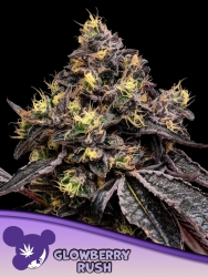 Fryday Boof - Anesia Seeds