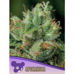 Afghanica - Anesia Feminisiert 3er Pack