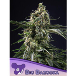 Big Bazooka - Anesia Feminisiert 3er Pack