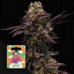 Tropical Runtz - Holy Hemp