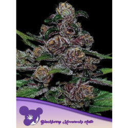 Blackberry Moonrocks Auto - Anesia Feminisiert 3er Pack