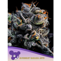 Blueberry Banana Auto - Anesia Feminisiert 3er Pack