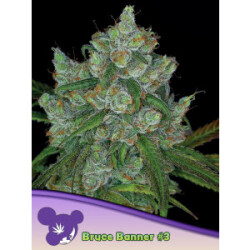 Bruce Banner #3 - Anesia Feminisiert 3er Pack