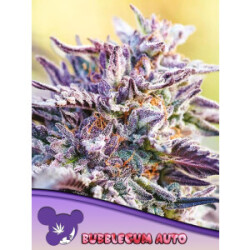 Bubblegum Auto - Anesia Feminisiert 3er Pack