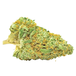 Nepal Gold CBD Cannabis Samen Premium THC 7% CBD 10%