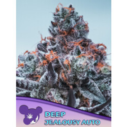 Deep Jealousy Auto - Anesia Feminisiert 3er Pack