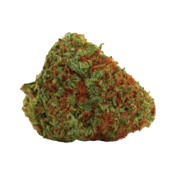 Orange Bud Cannabis Samen Premium THC 22%