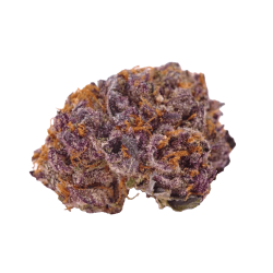Purple Kush Cannabis Samen Premium THC 21%