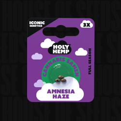 Amnesia Haze - Holy Hemp