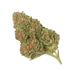 Skunk Cannabis Samen Premium THC 22%