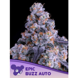 Epic Buzz Auto - Anesia Feminisiert 3er Pack