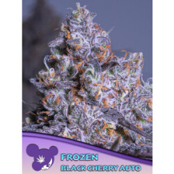 Frozen Black Cherry Auto - Anesia Feminisiert 3er Pack