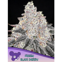 Frozen Black Cherry - Anesia Feminisiert 3er Pack