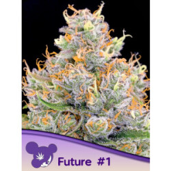 Future #1 - Anesia Feminisiert 3er Pack