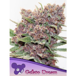 Gelato Dream - Anesia Feminisiert 3er Pack