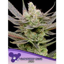 Glowberry Rush Auto - Anesia Feminisiert 3er Pack
