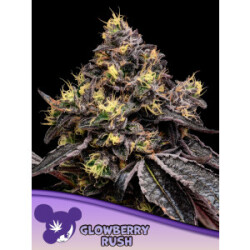 Glowberry Rush - Anesia Feminisiert 3er Pack