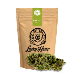 Amnesia Haze Ökopack - 10g