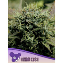 Hindu Kush - Anesia Feminisiert 3er Pack