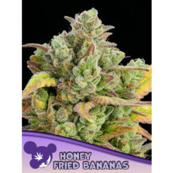 Honey Fried Bananas - Anesia Feminisiert 3er Pack