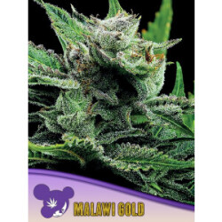 Malawi Gold - Anesia Feminisiert 3er Pack