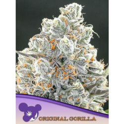 Original Gorilla #4 - Anesia Feminisiert 3er Pack