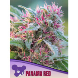 Panama Red - Anesia Feminisiert 3er Pack