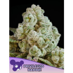 Privileged Baddie - Anesia Feminisiert 3 St