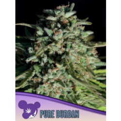 Pure Durban - Anesia Feminisiert 3er Pack