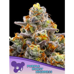 Purple Boost Highness - Anesia Feminisiert 3er Pack