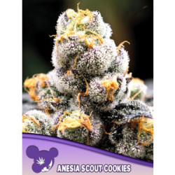Scout Cookies - Anesia Feminisiert 3er Pack