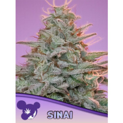 SINAI (Landrasse) - Anesia Feminisiert 3er Pack