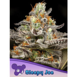 Sleepy Joe - Anesia Feminisiert 3er Pack