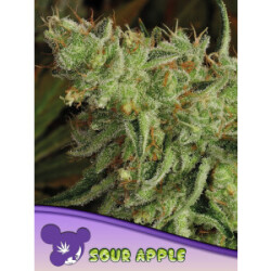 Sour Apple - Anesia Feminisiert 3er Pack